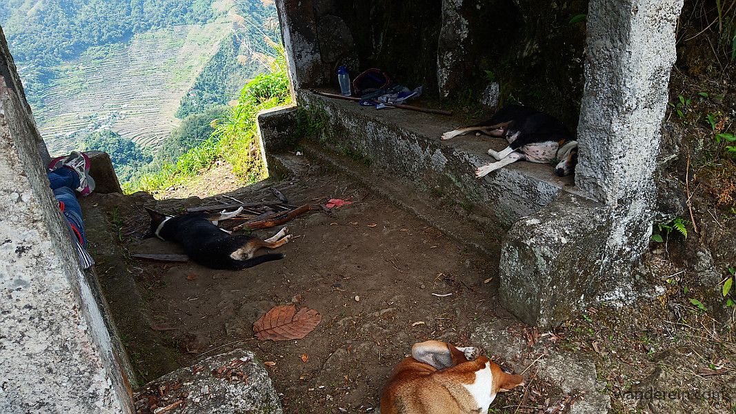 The dogs rest at the Awa View Deck