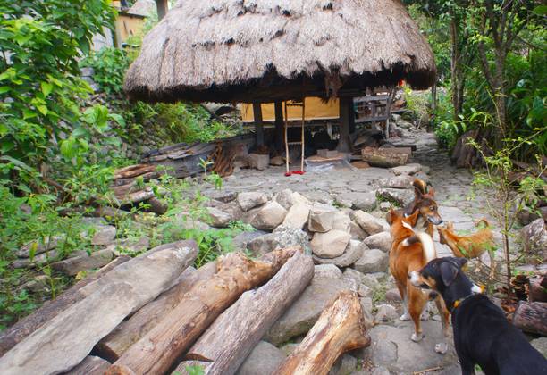 Meet the Guide Dogs of Batad Rice Terraces