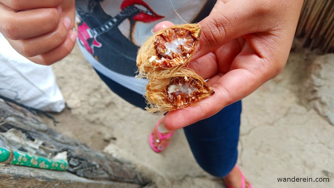 nganga tobacco LOOK: Changayyu, an elder from Aguian, Banaue, demonstrates how she prepares "nganga" or moma which is made of "bua" (betel nut), "gawed" (leaf), "tabako" (dried leaves), and "apog" (lime powder) Betel Nut Chewing: Asia's Crimson