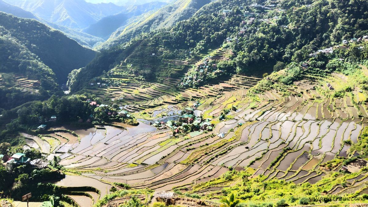 Heirloom rice from the terraces