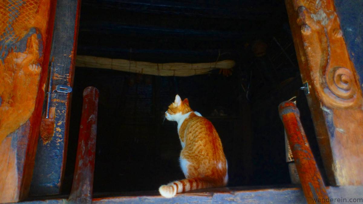 Cat examines the main house for any rats ;)