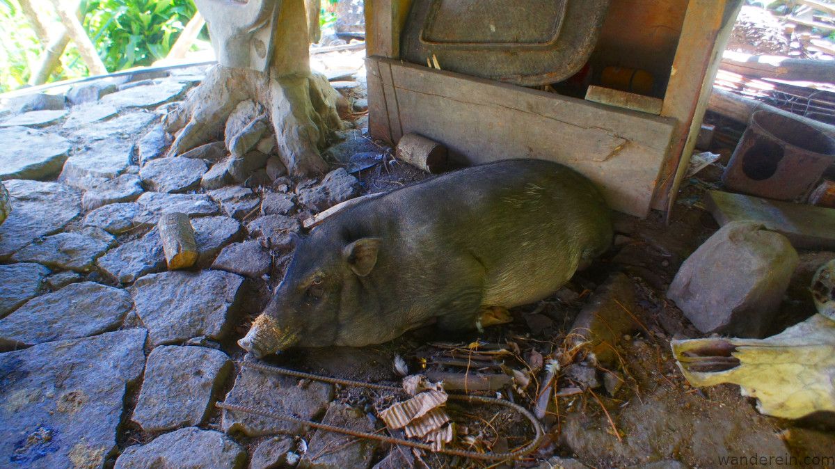 native pig (to be offered in an upcoming ritual) freely roams in his open pig pen area