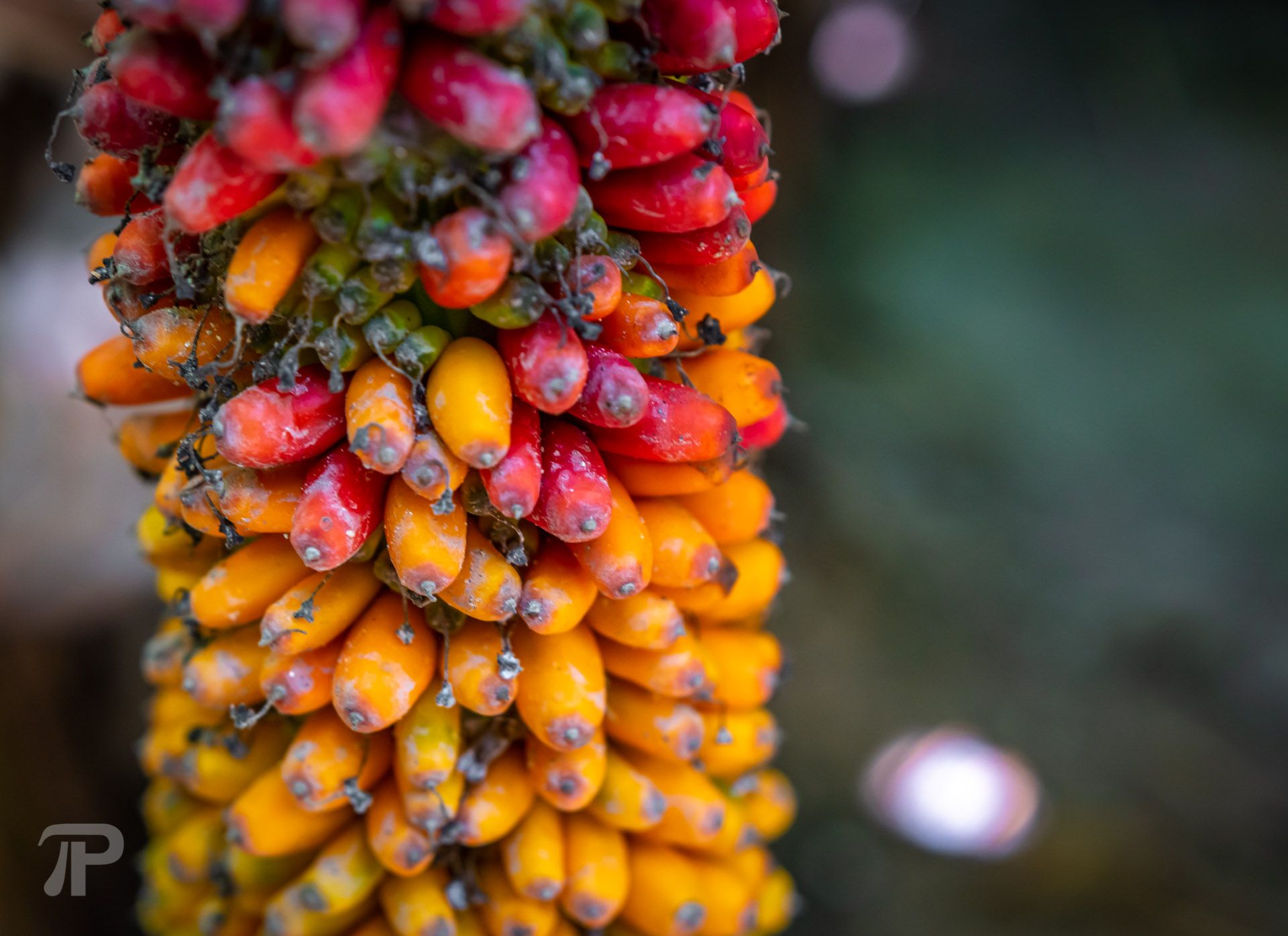 Colorful fruit we found at the land split