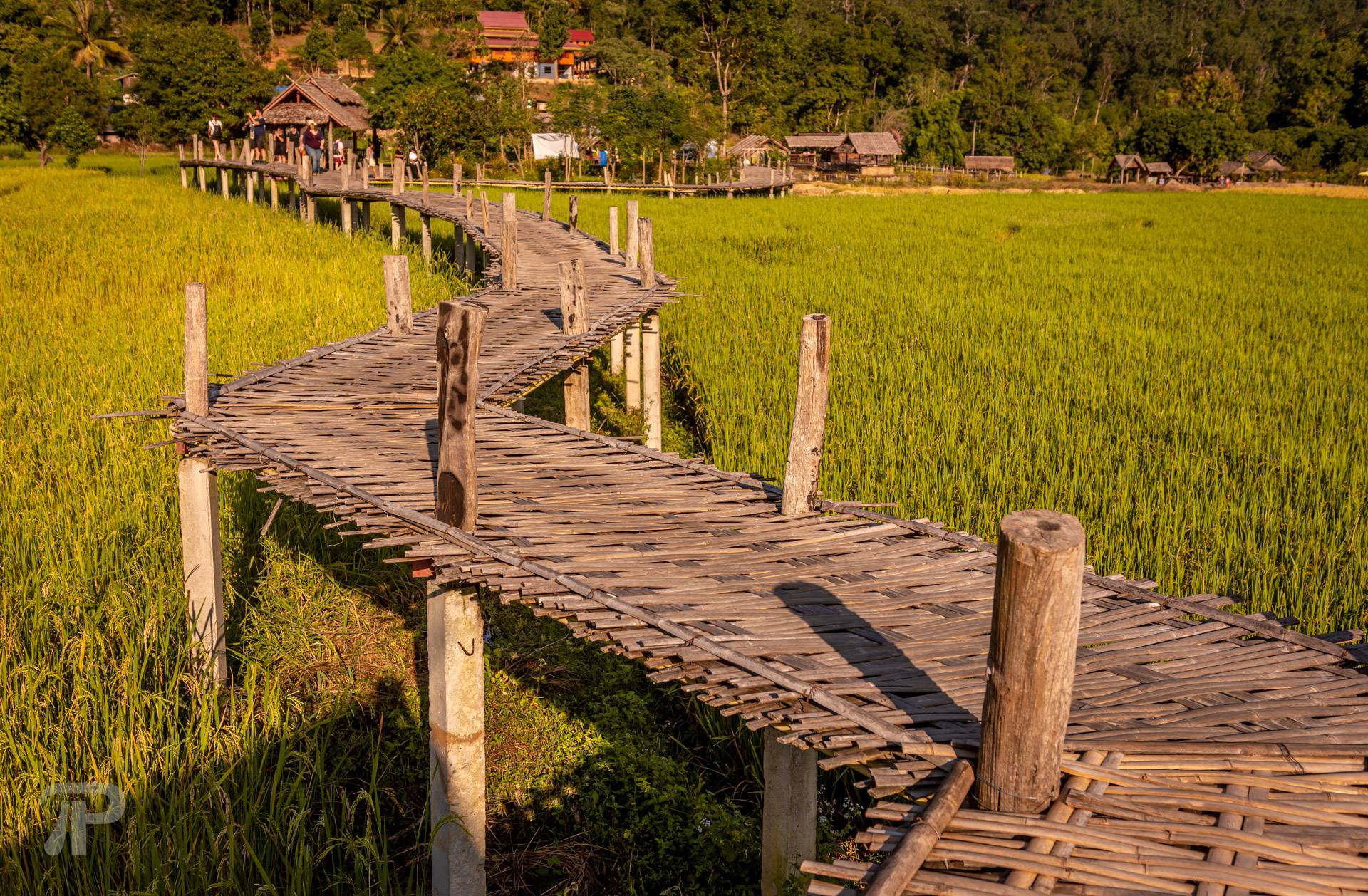 Comfortable bamboo bridge walk over rice paddies