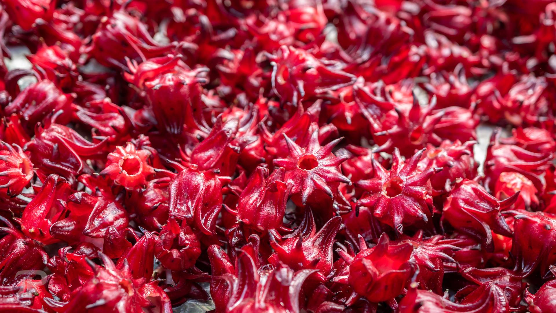 Roselle being dried up under the sun