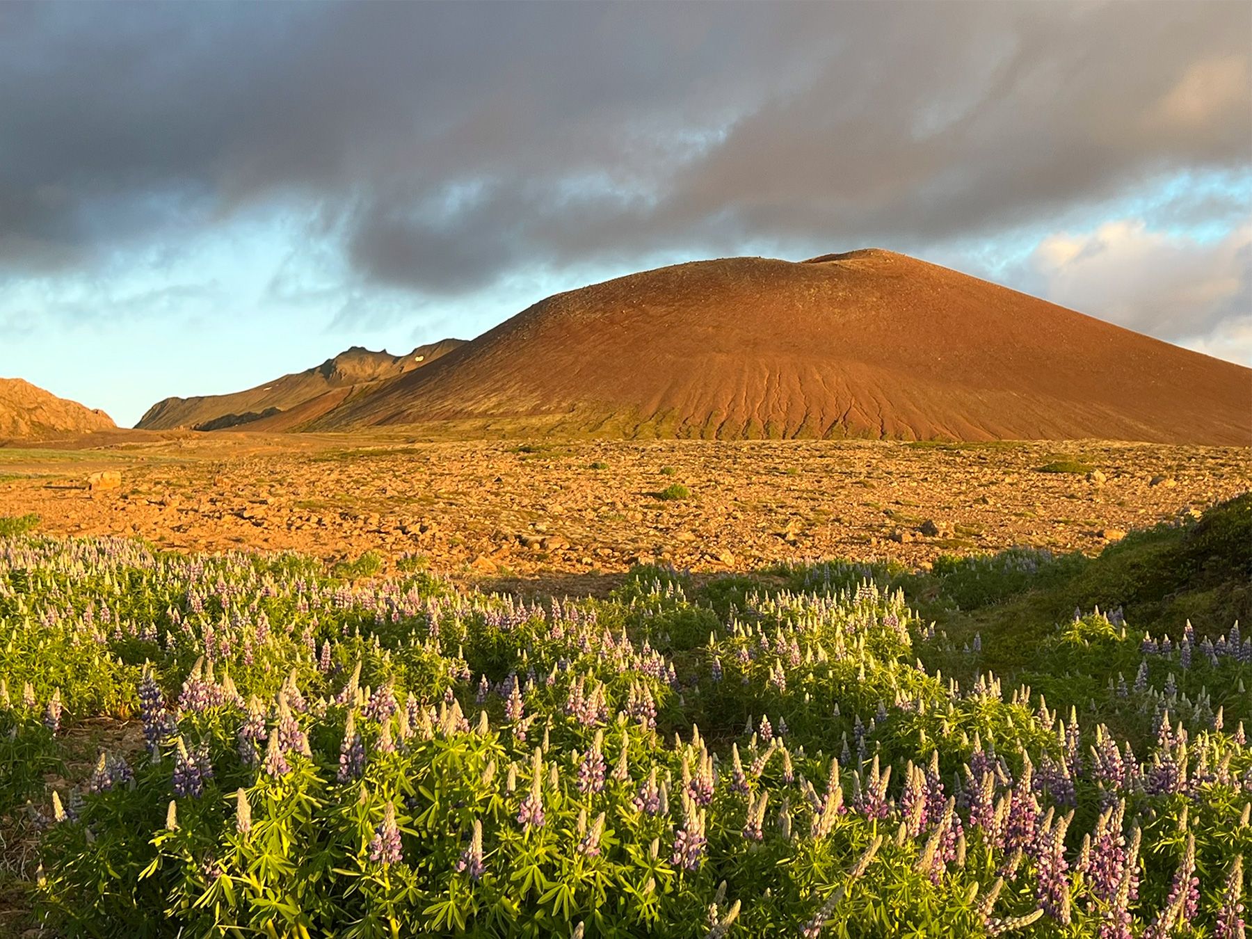 Rzut oka na Rauðkúla z dystansu. Na pierwszym planie łubiny.