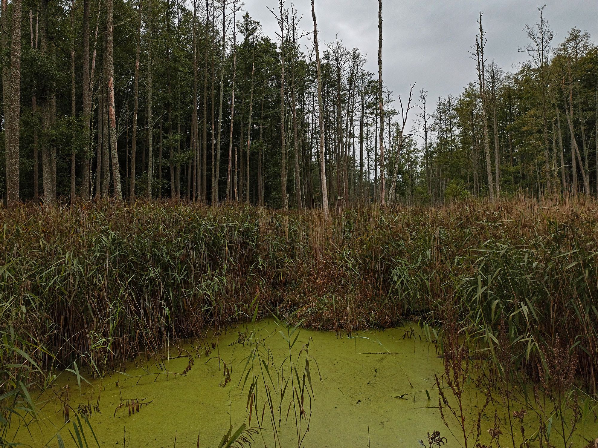 Białowieskie safari