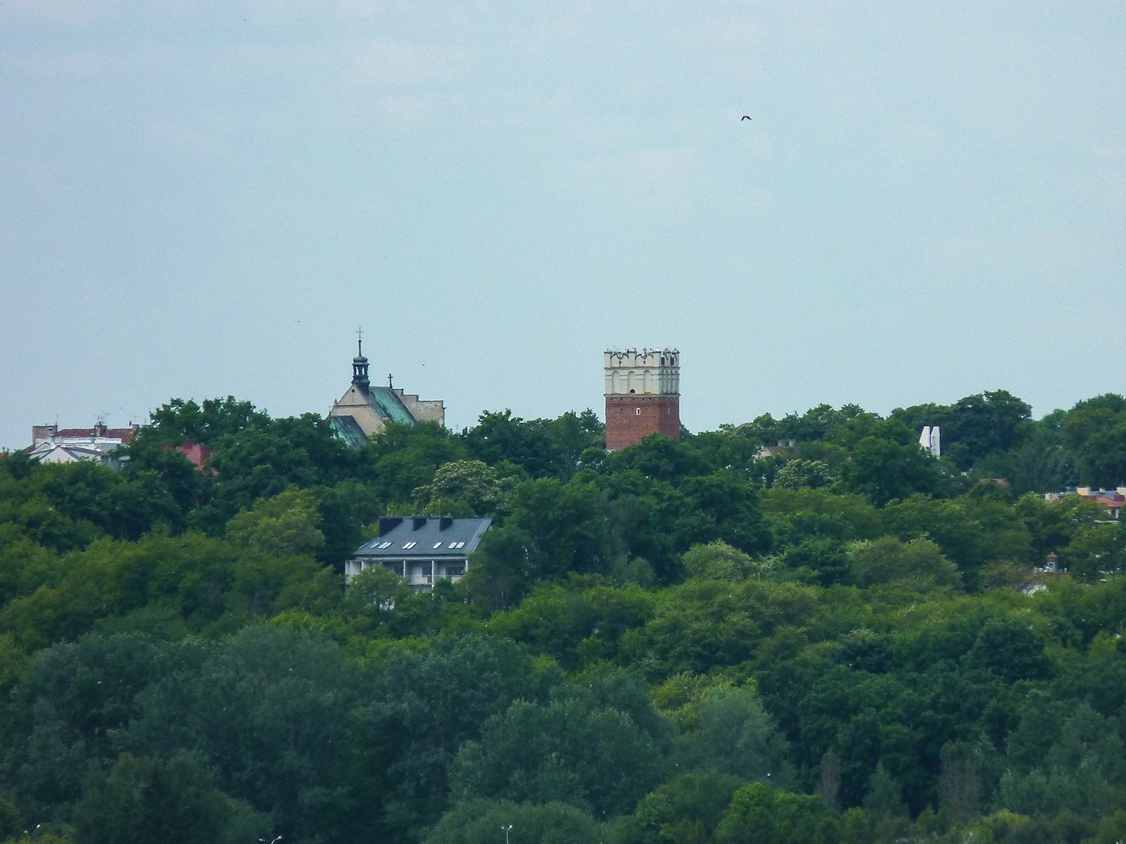 P1140553.jpg