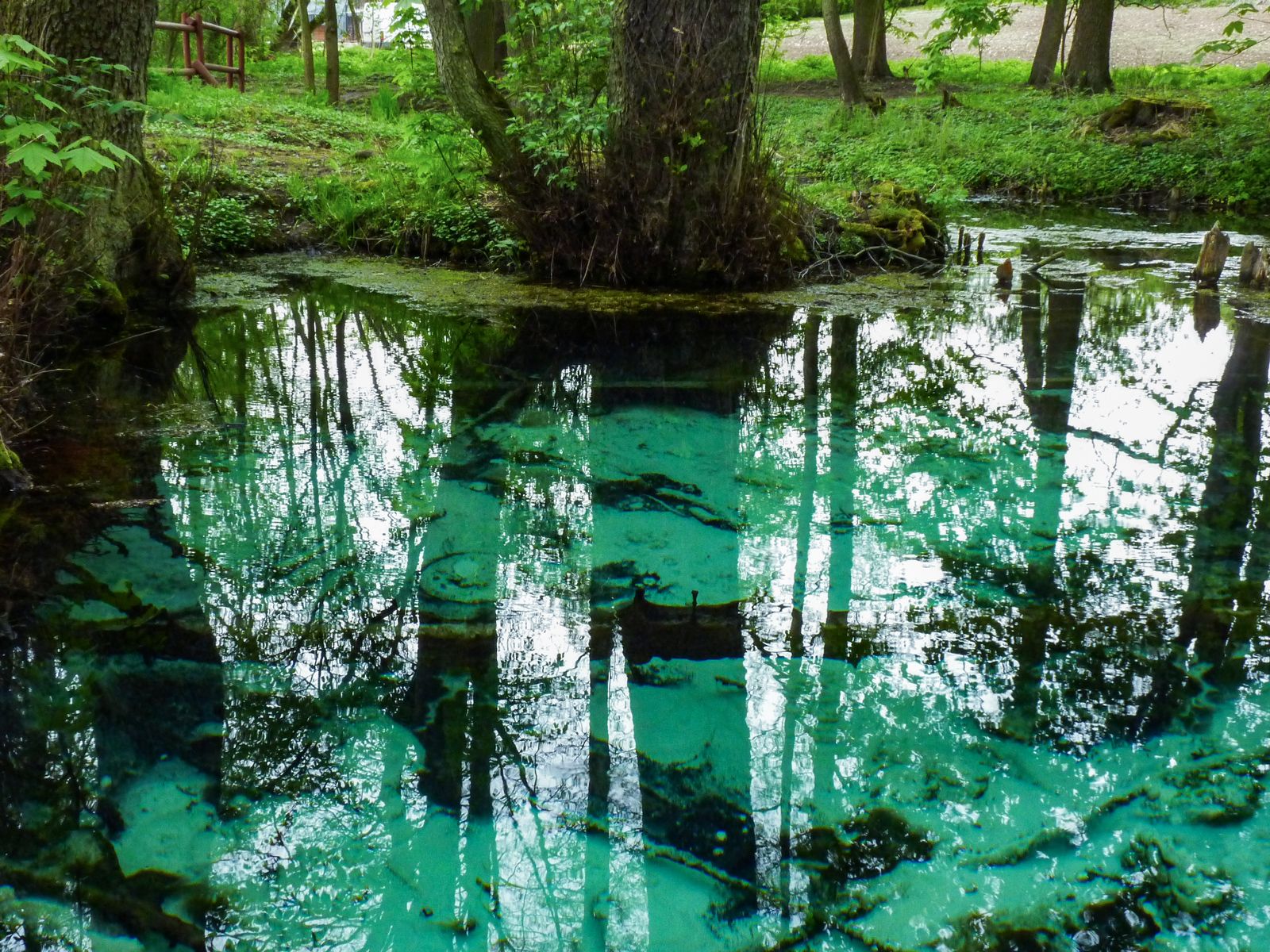 Pulsujące źródła Doliny Dłubni