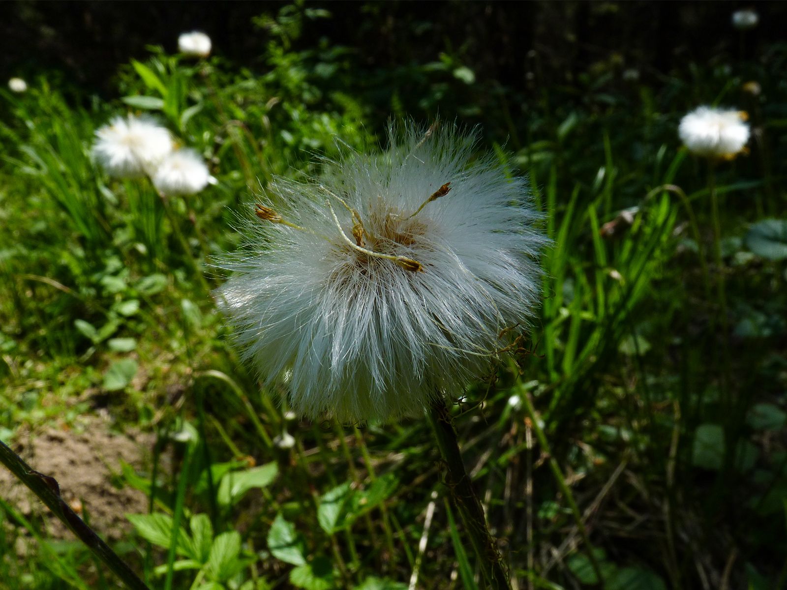 P1140913.jpg