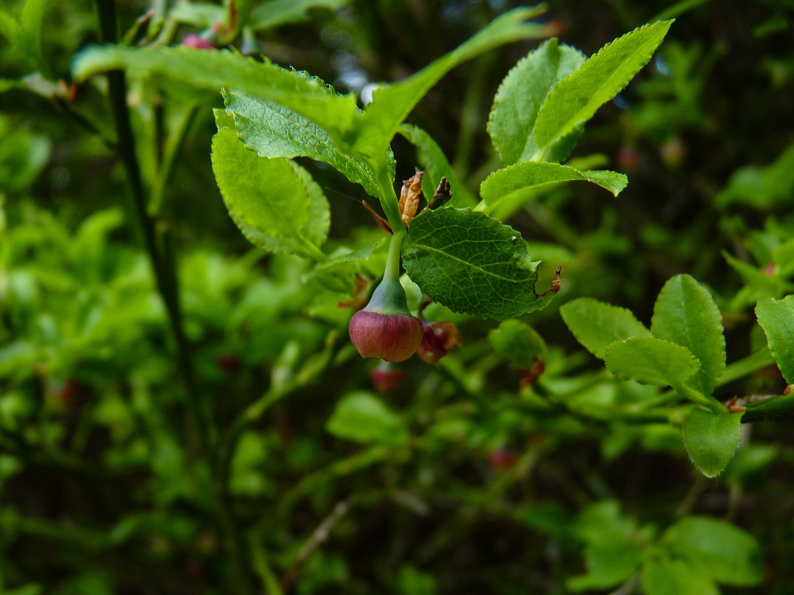 P1140914.jpg