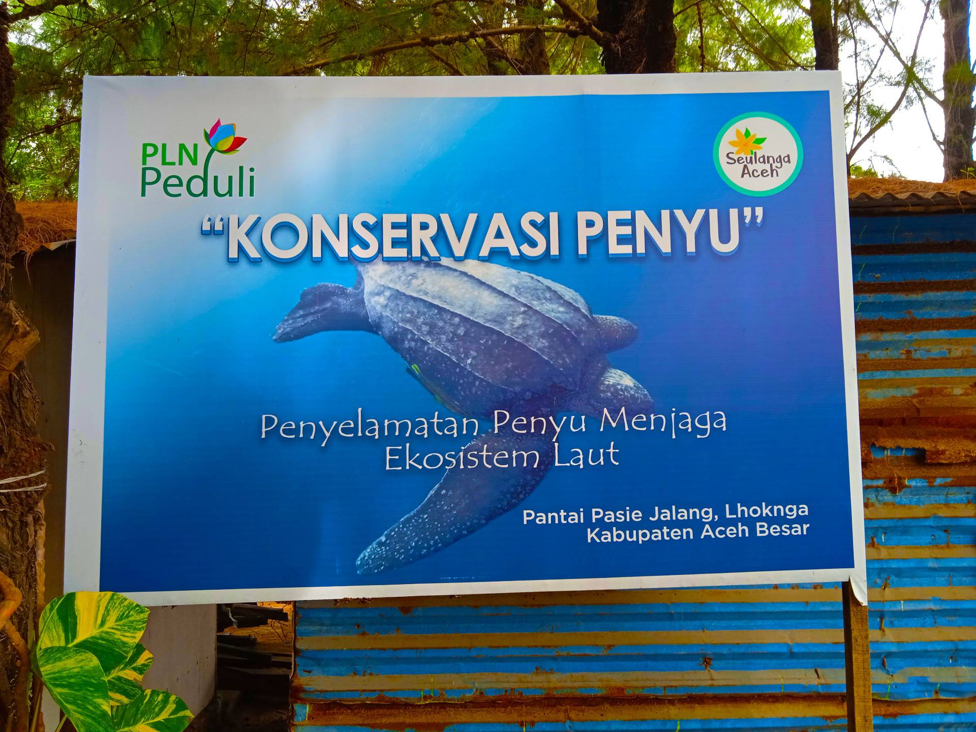Banner: Turtle Conservation, bitch sand beach Turtle Rescue Protecting Marine Ecosystems.            