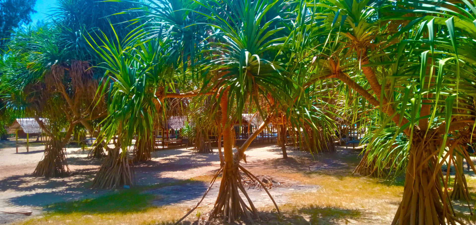 do you know what the name of this tree is?