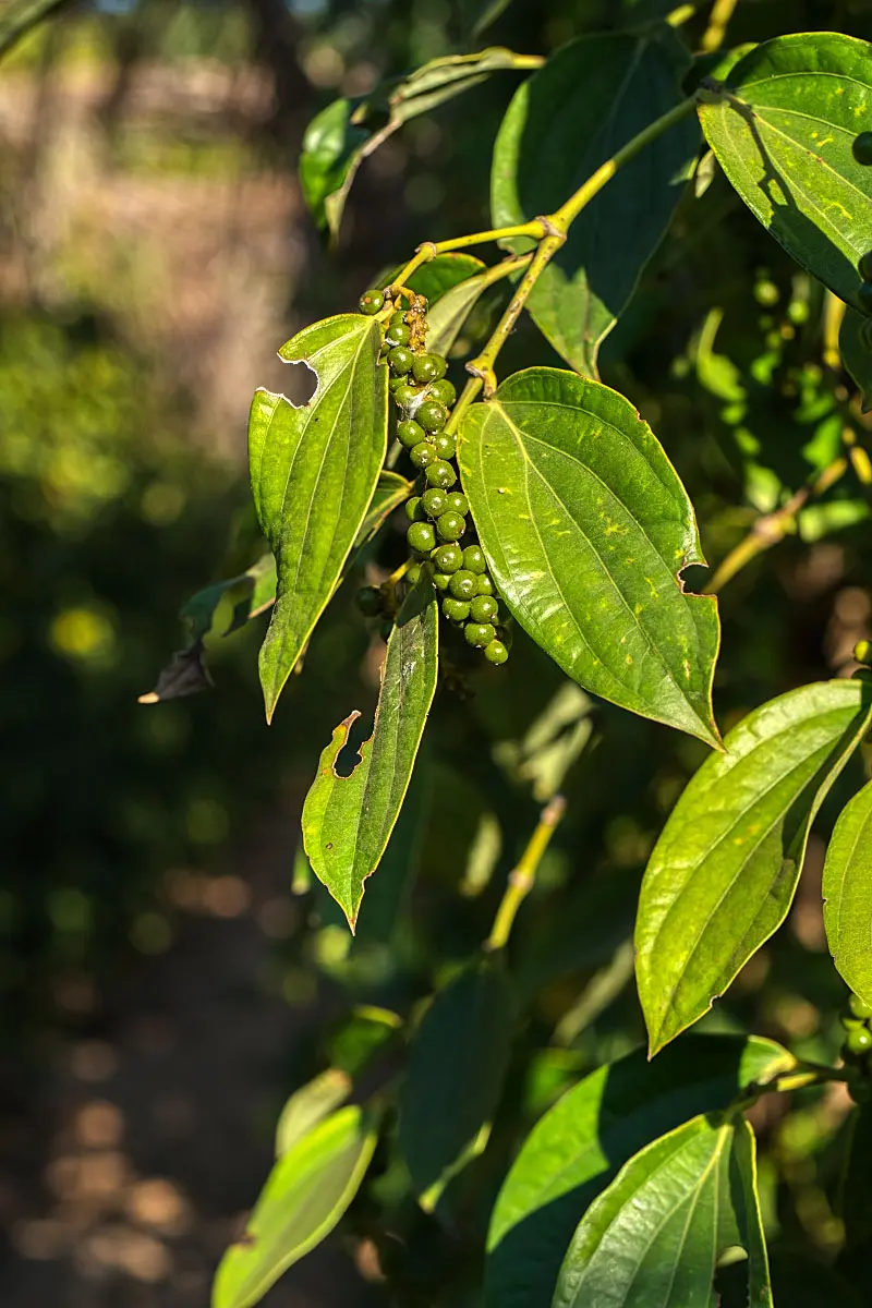 Certified Kampot pepper is grown organically, plus a bite here and there makes the plant stronger.