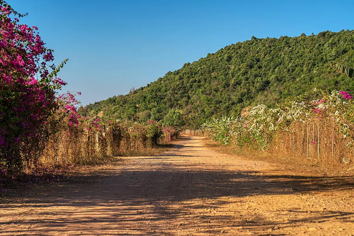 Kep and Kampot regions have the perfect quartz-rich soil and climate for the best pepper in the world.