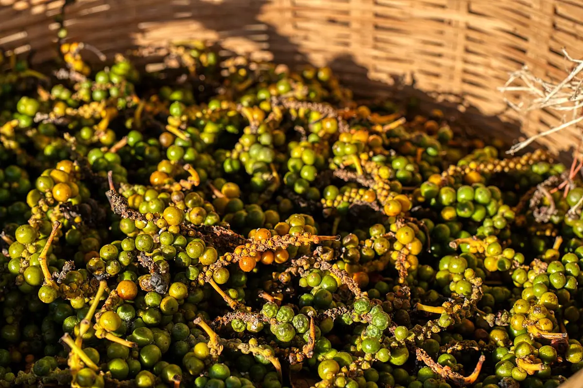 One-third of world pepper comes from Vietnam, while Brasil is the second-largest producer. Both are known for the heavy use of chemical pesticides and fertilizers.