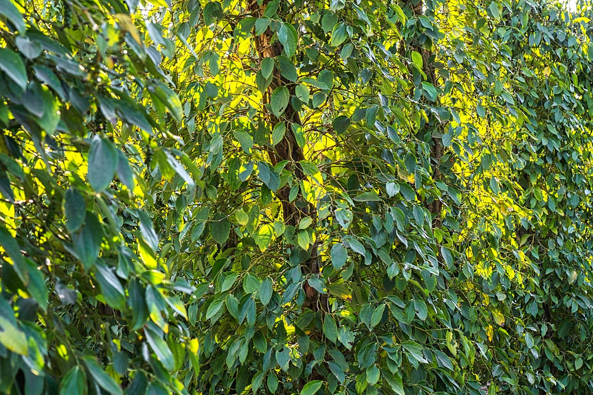 The same plant provides pepper harvest from February till May for over 20 years.
