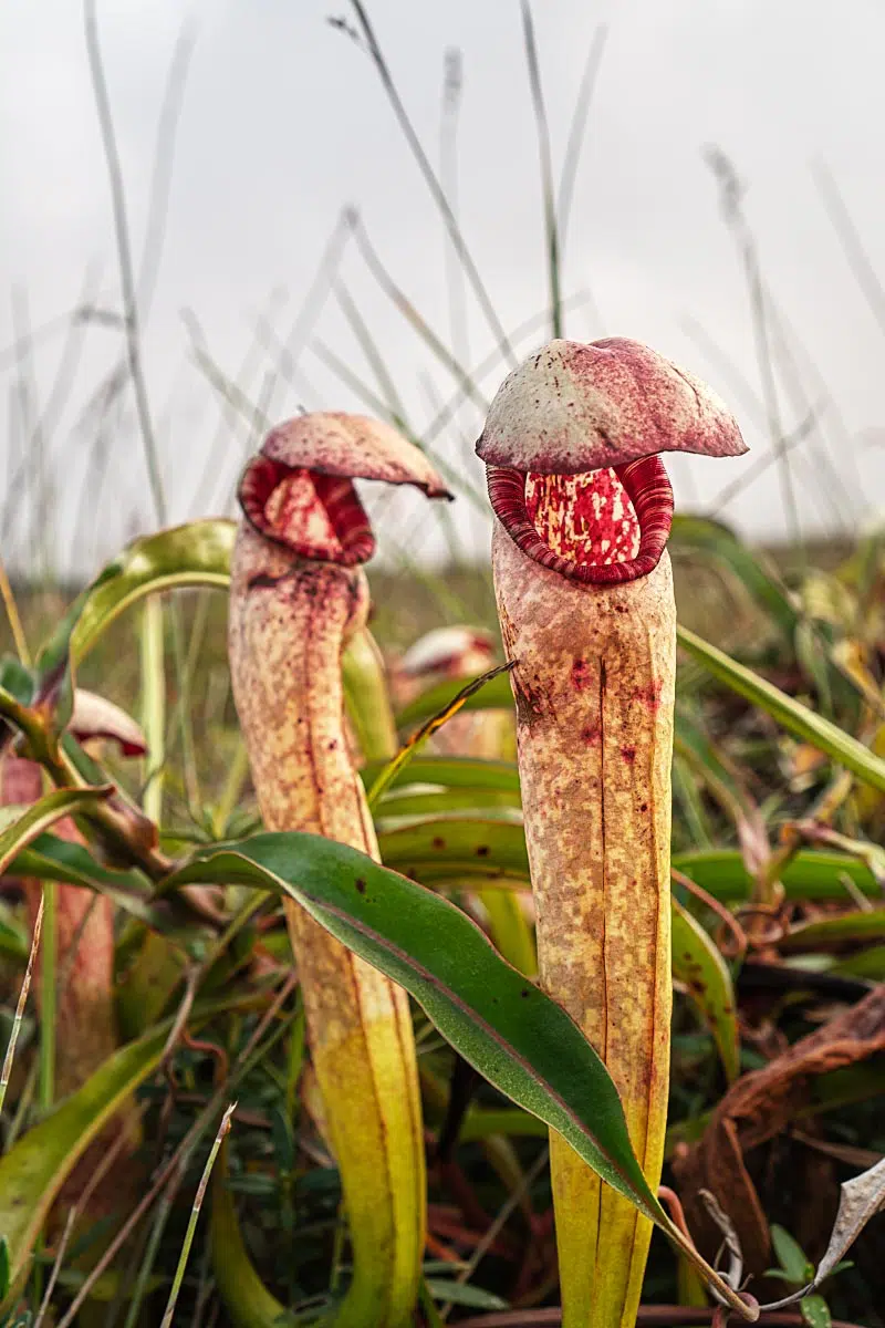 Phallus-like flowers aka Nepenthes pitcher plant