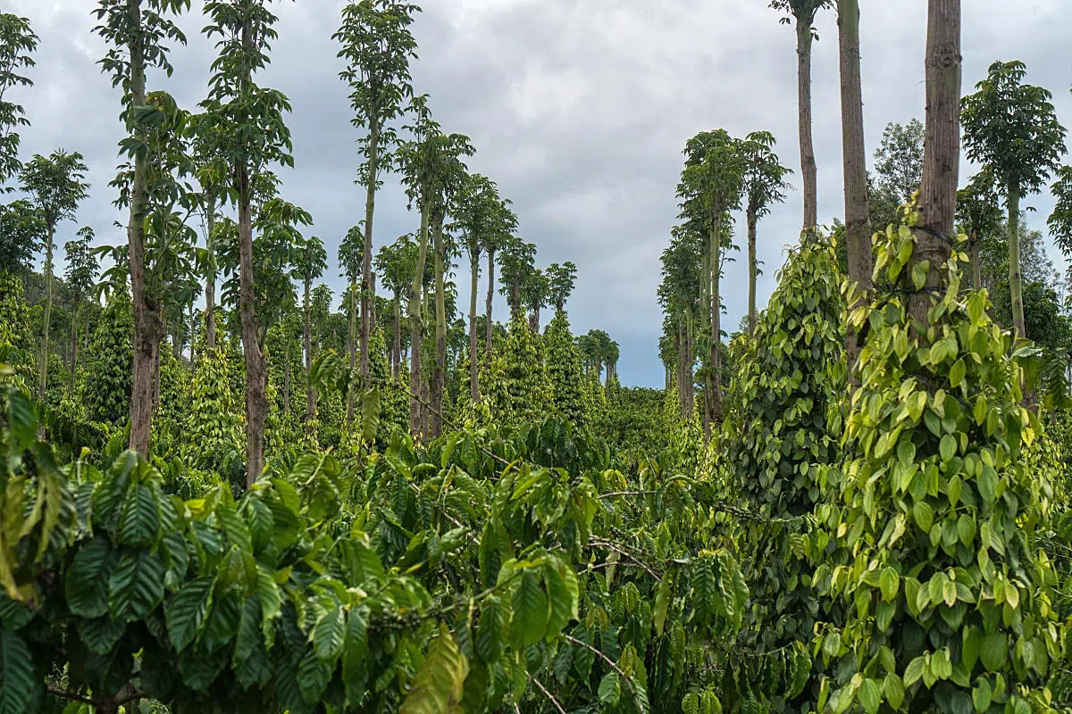Da Lat is the Centre of Vietnamese agriculture, also lovingly known as a Kingdom of vegetables and flowers. They should add also spices, here you can see pepper plantation.