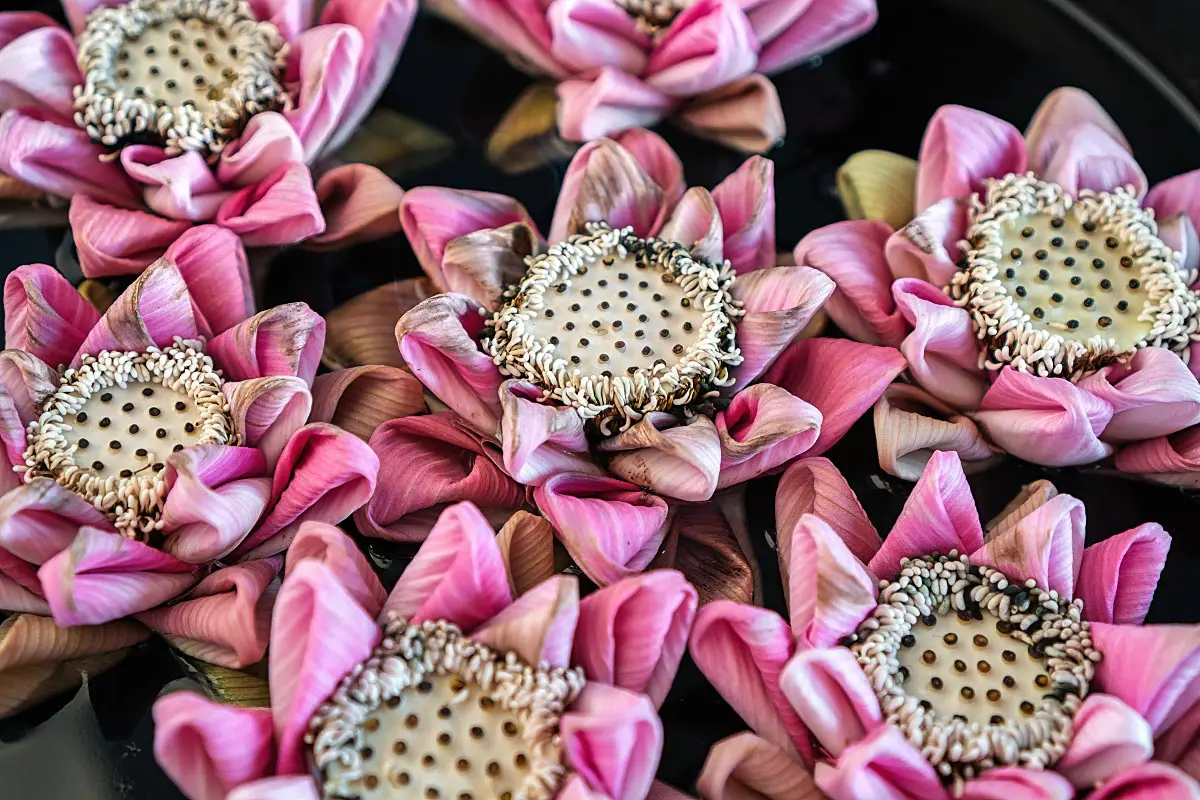 Folded lotus flowers look gorgeous even if they aren’t the freshest.