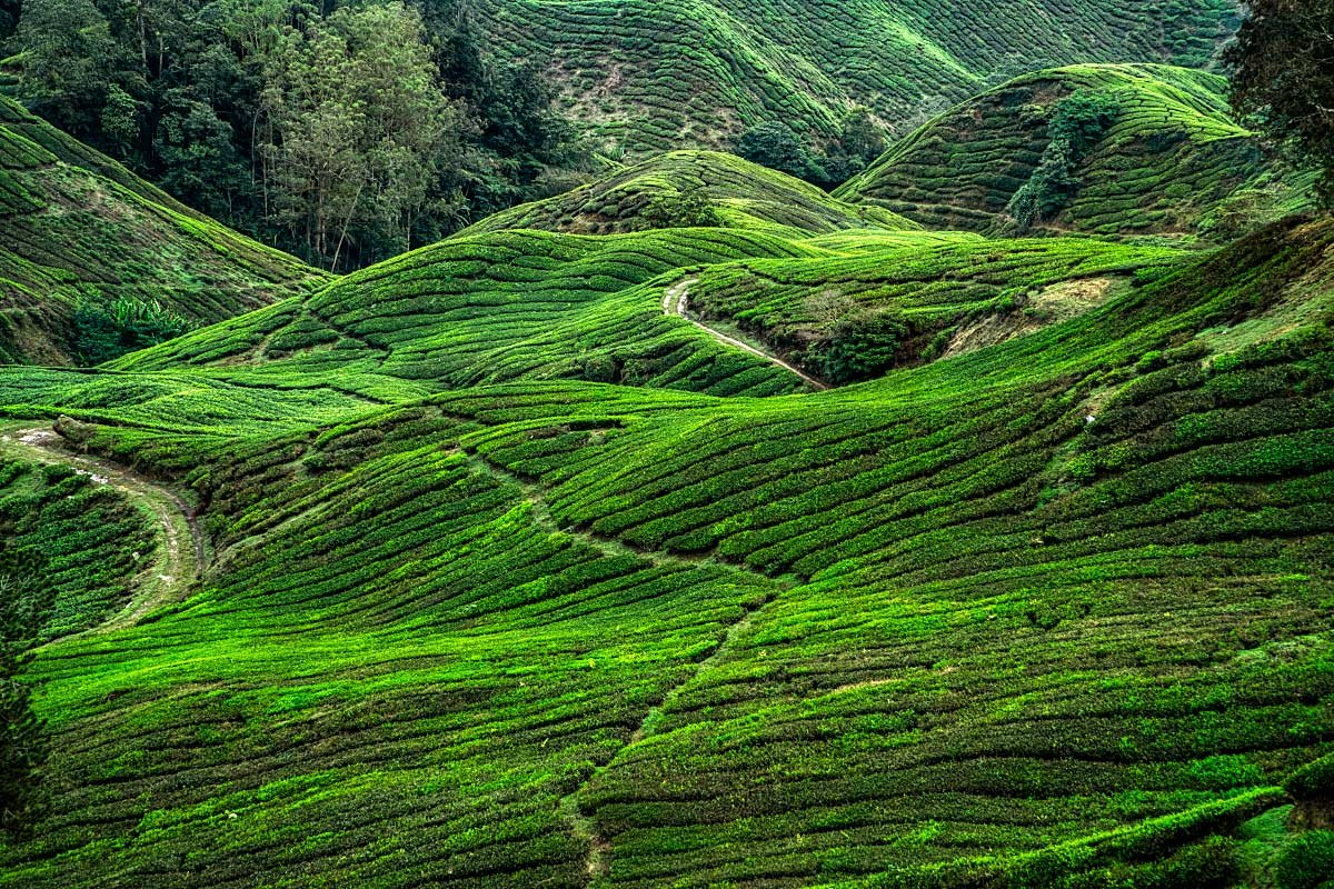 Where English colonials stepped there is a tea.