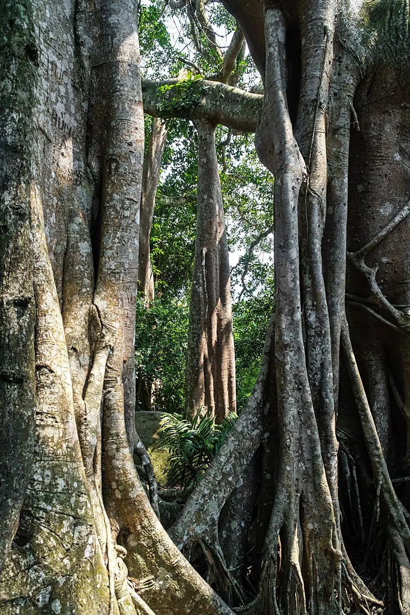 The banyan tree is a symbol of longevity and vitality due to its long life and unique ecological value.
