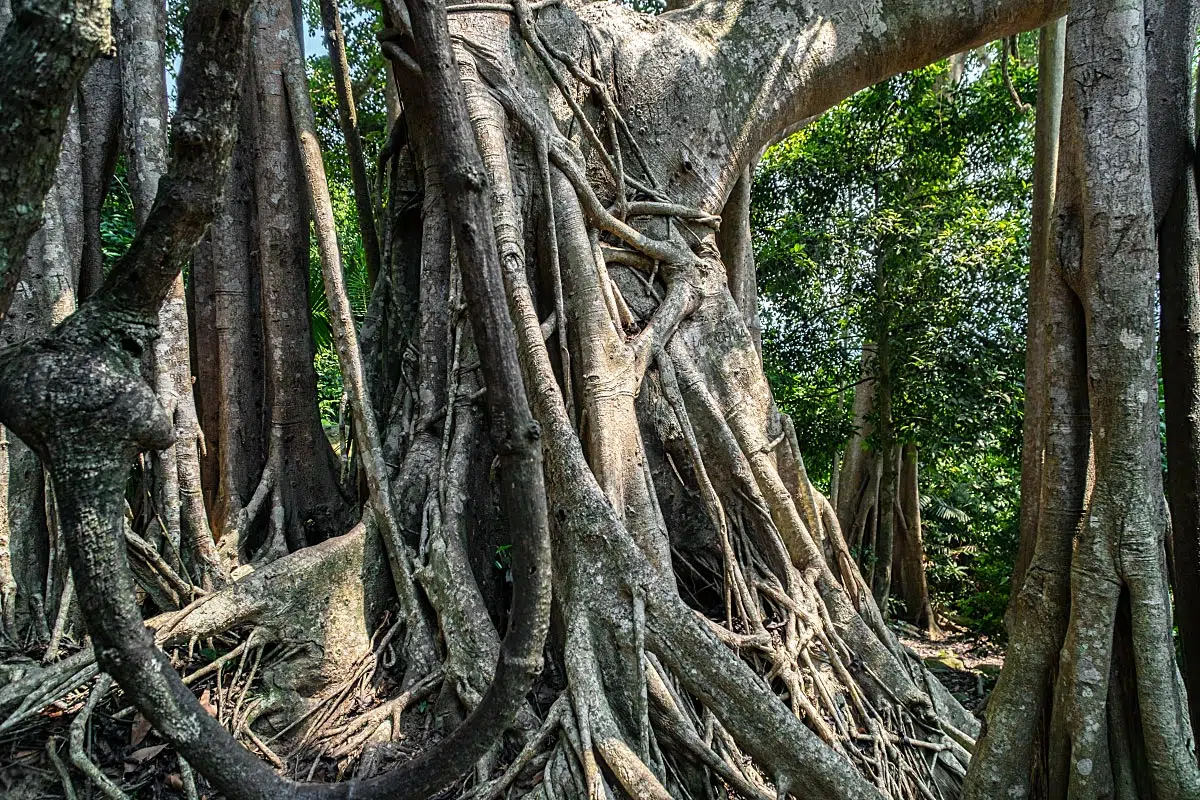 It is special to enjoy the silent company of such an old giant.