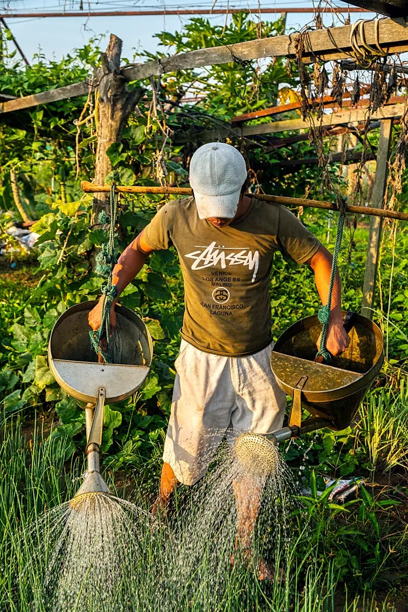 Tra Que gardens are busiest early in the morning but peaceful in the heat of the day.