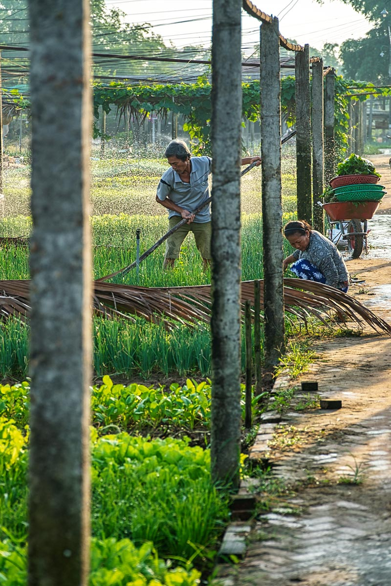 Many traditional gardening techniques have been lost but Tra Que gardeners honor their 300 years old tradition.