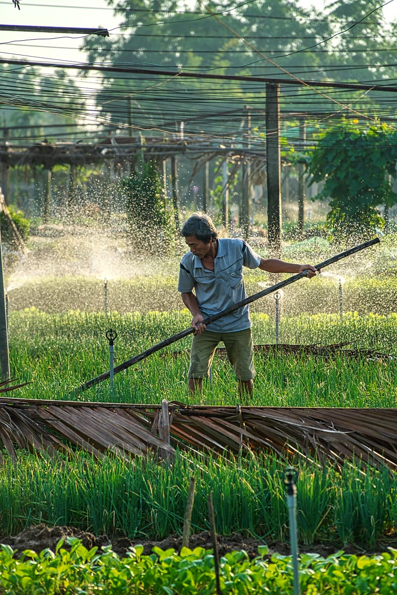 The secret to healthy plants showing off their deep green color is the locally produced seaweed fertilizer.