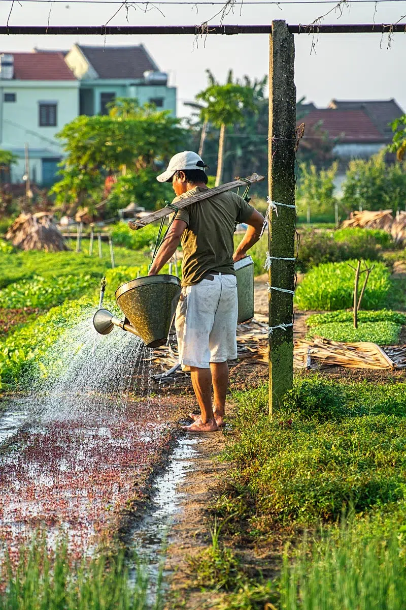 Narrow beds help gardeners easily access everything and stay on top of all garden things.