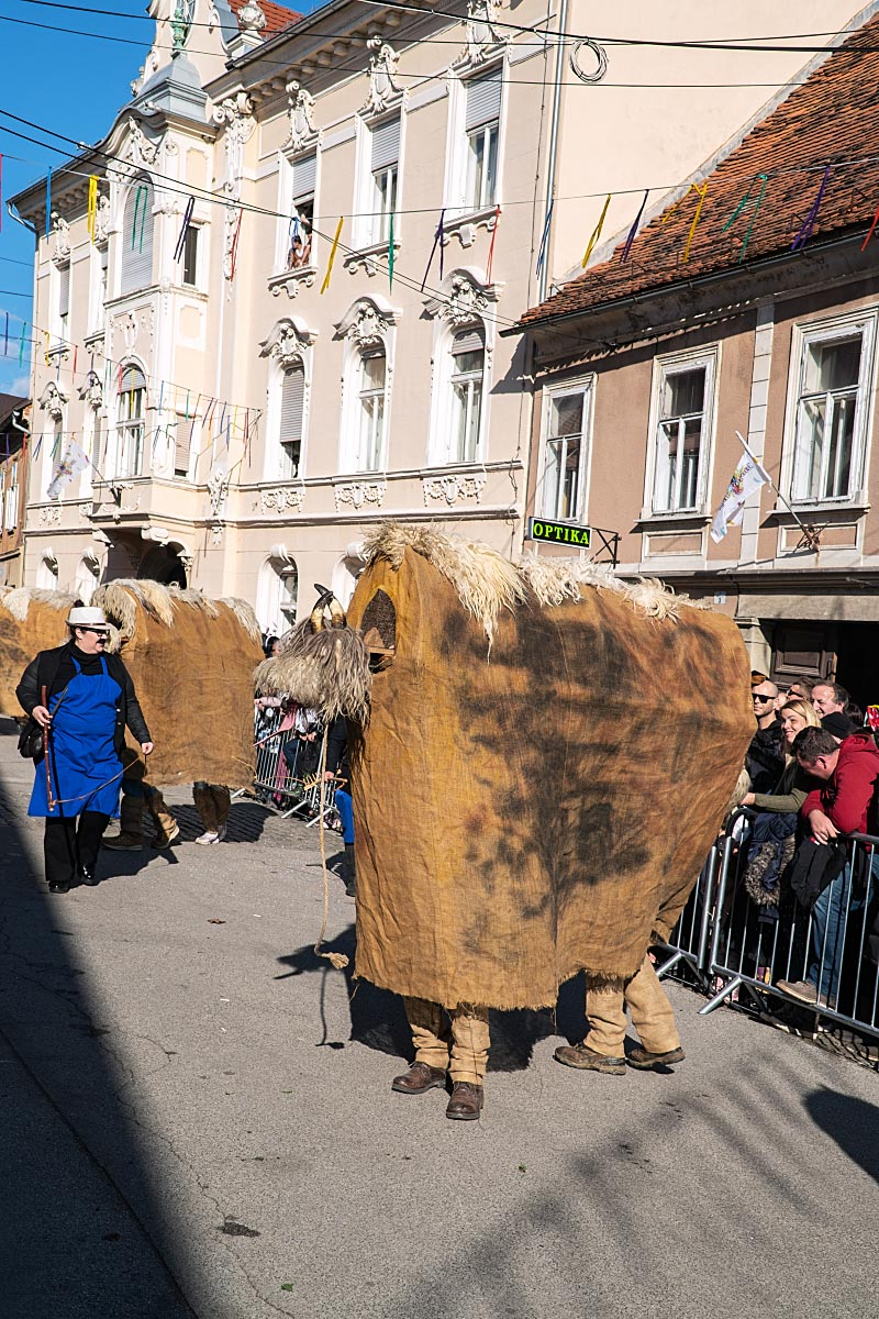 Rusas, some sort of clumsy cows.