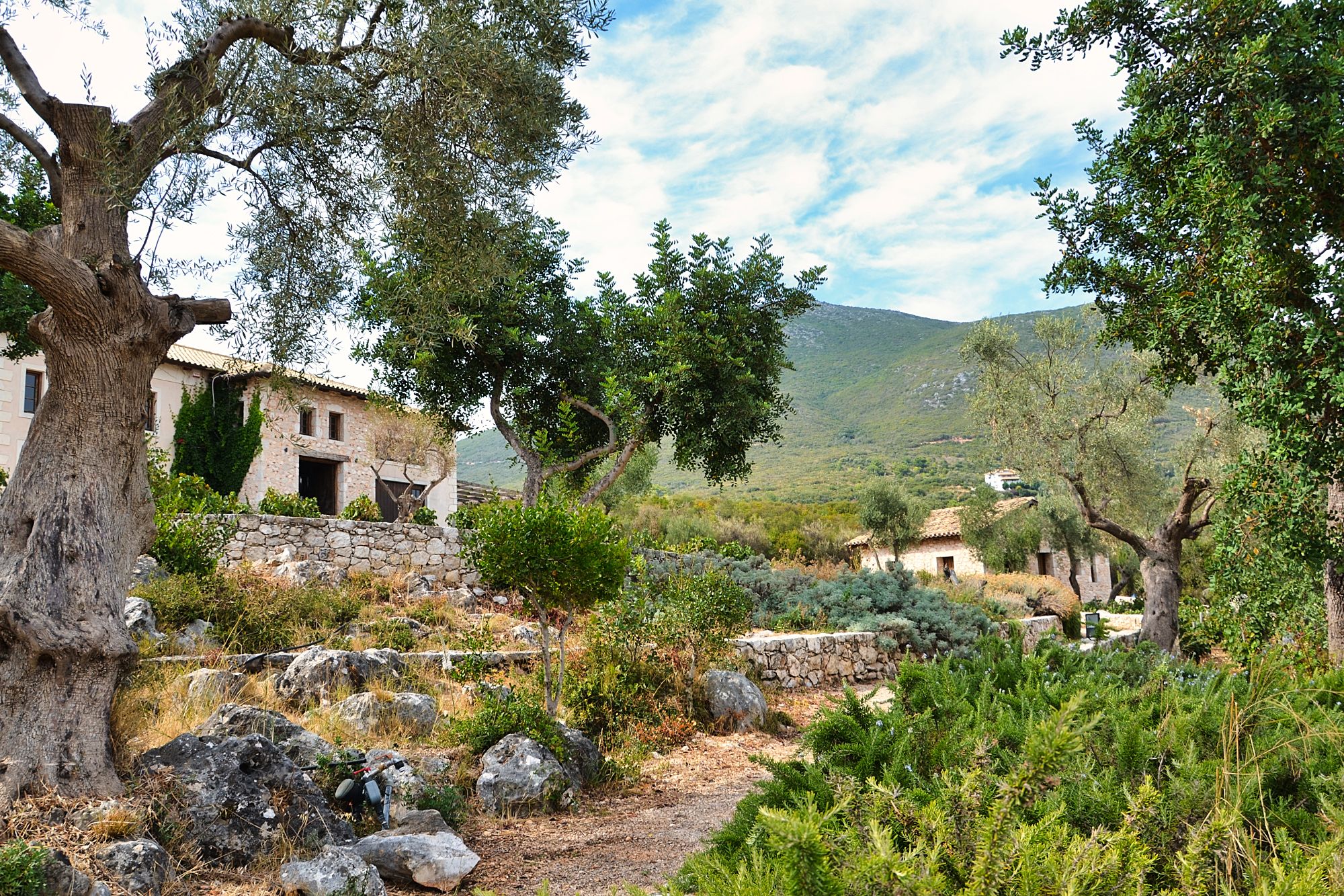 Vineyards on Lefkada are amazing.