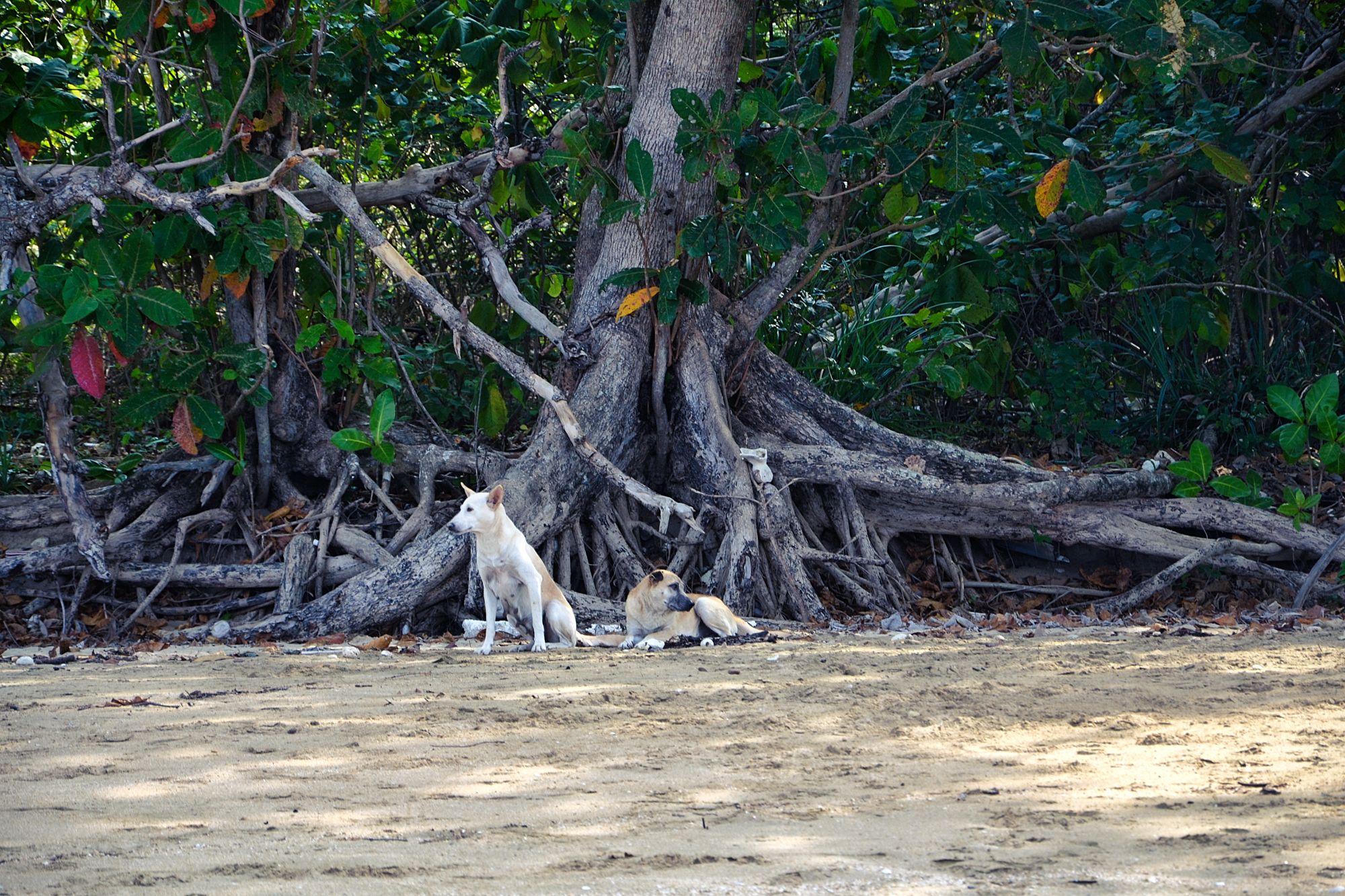 Stray dogs are your company here.