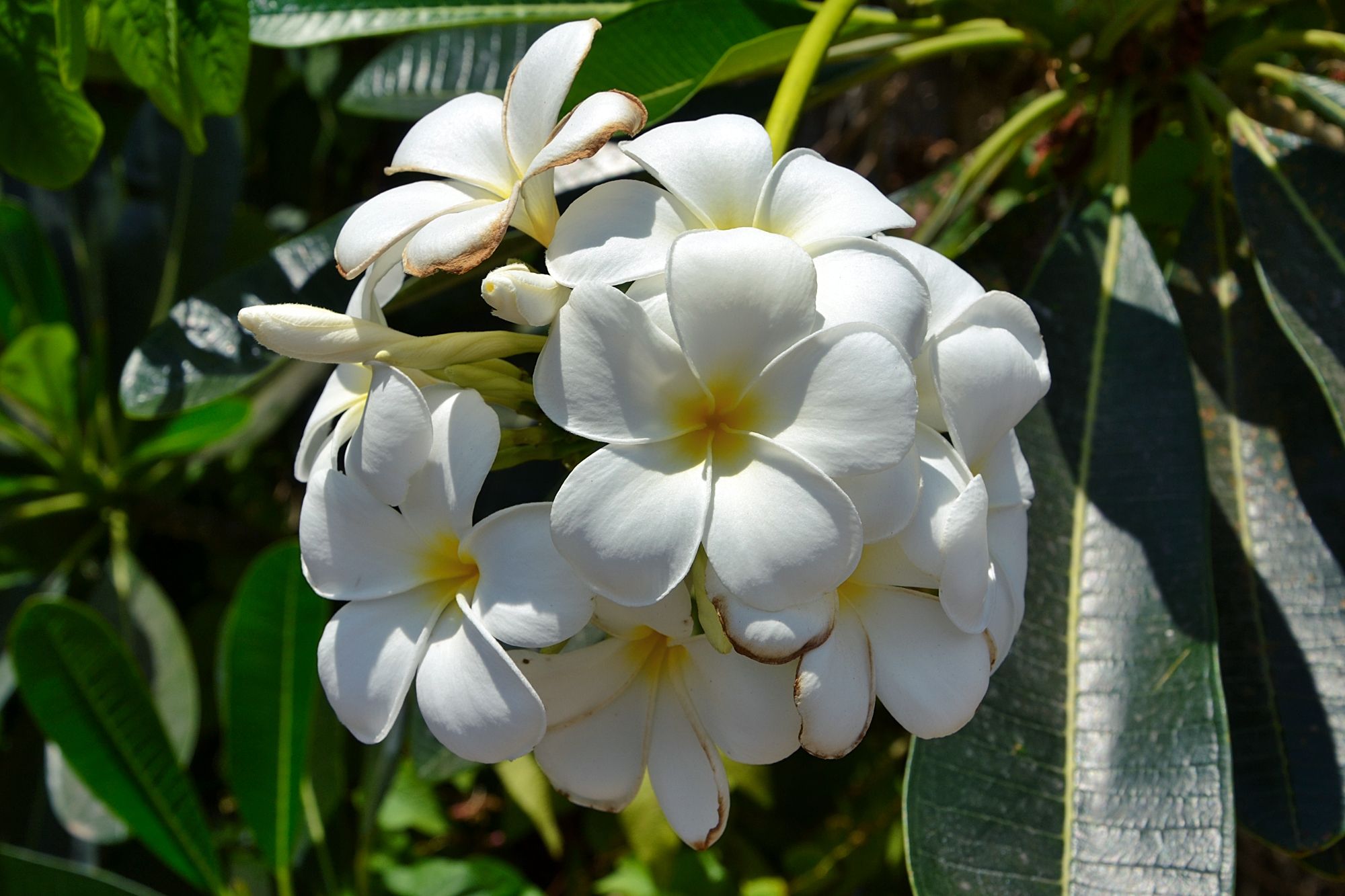 White Frangipani