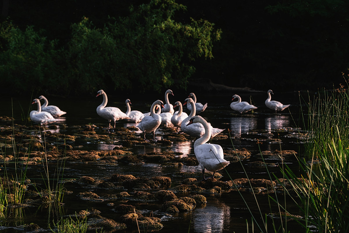 Swans have become living icons of Otočec Castle and its river island.