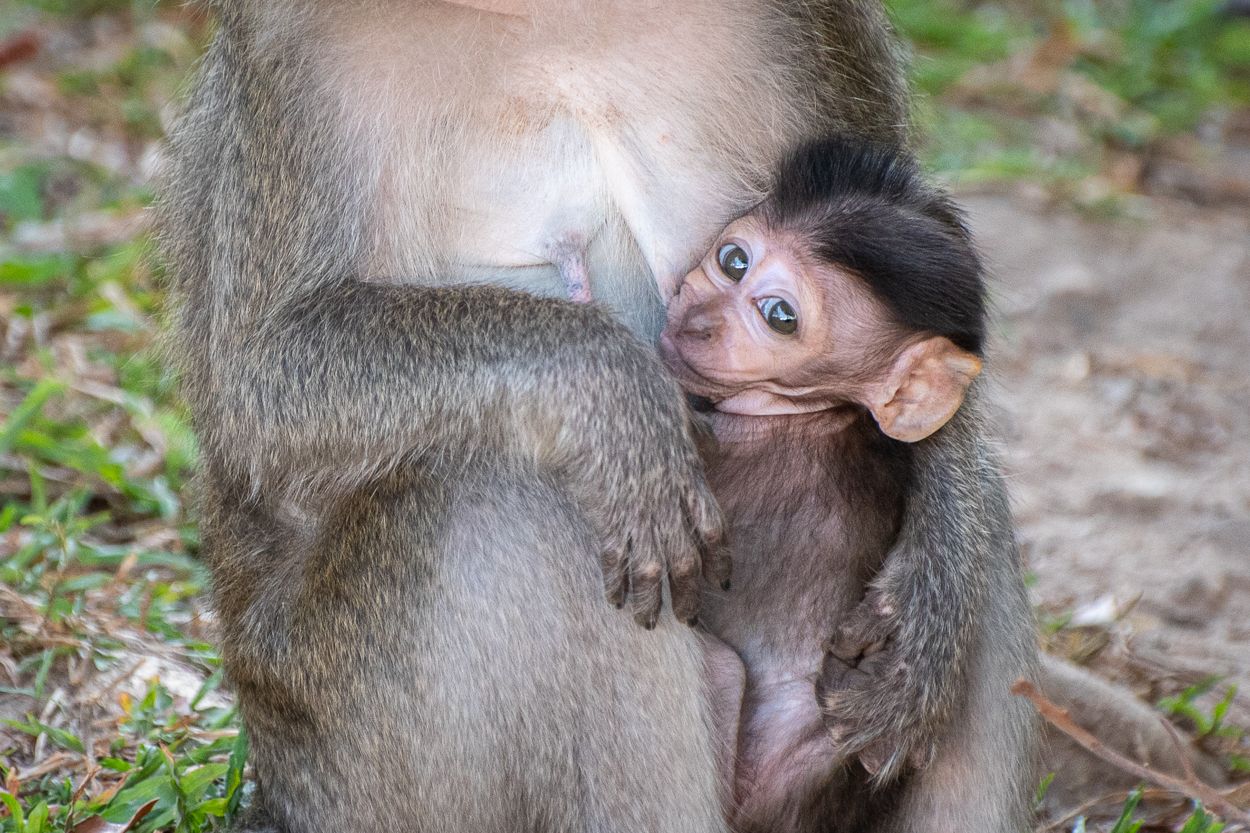 Wednesday Walk to the Beach in Songkhla City, Thailand