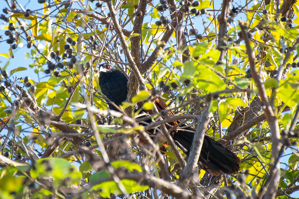 10 Cute Bird Species Living in the Streets of Songkhla 🇹🇭 Including Parrots