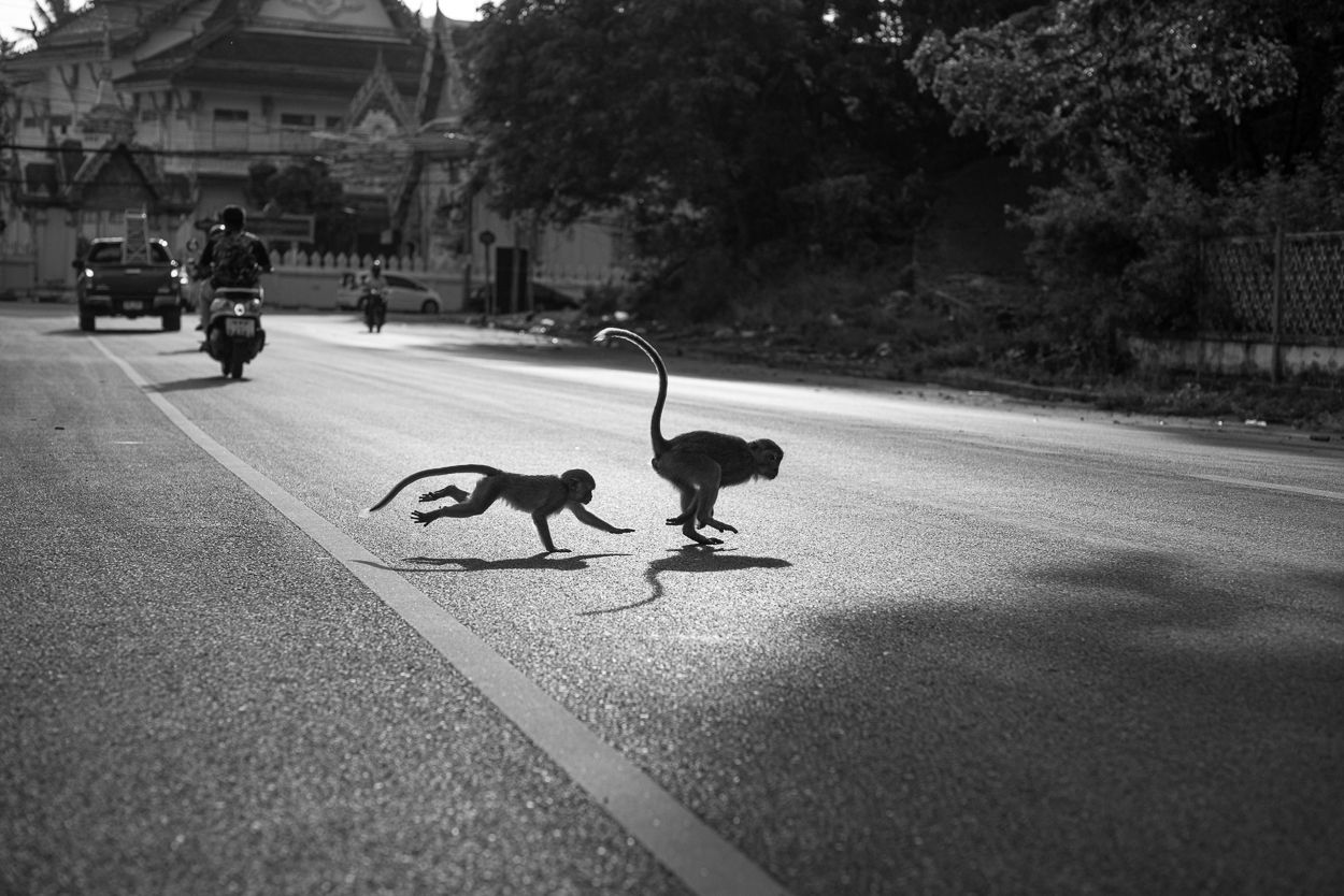 A Monkey Photo Walk in Songkhla City, Thailand for #Monomad and #Wednesdaywalk