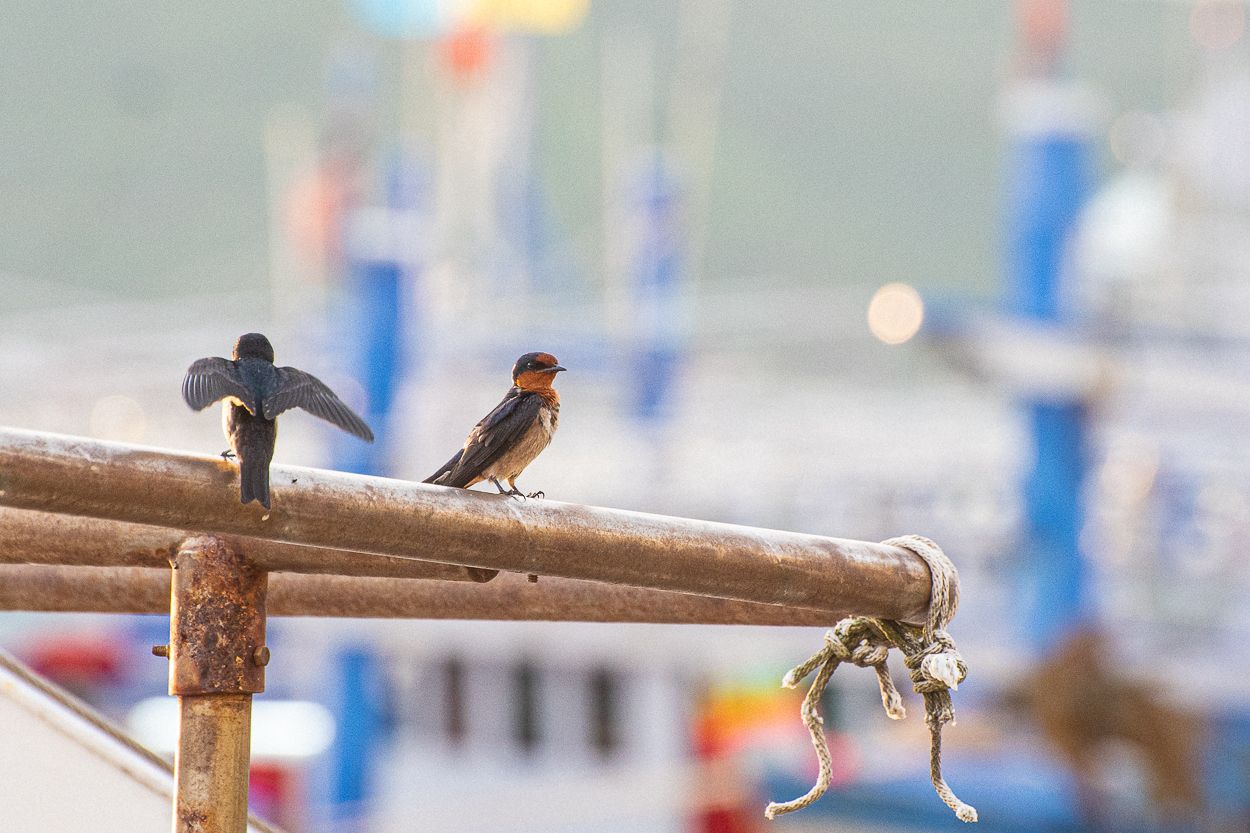 Bird Walk in Songkhla, Thailand
