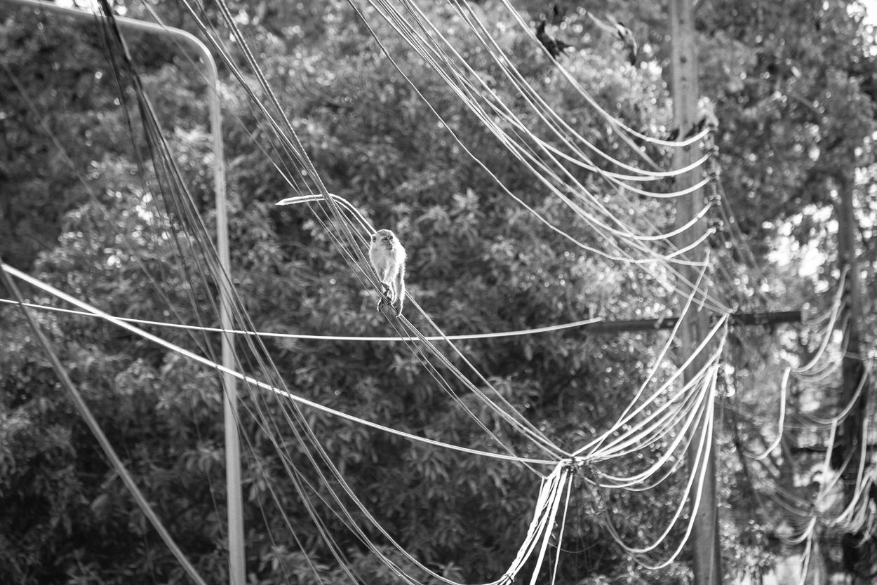 They Steal, They Rob, They Vandalize - The Naked Truth About Long-Tailed Rogues of Songkhla 🇹🇭 For #Monomad