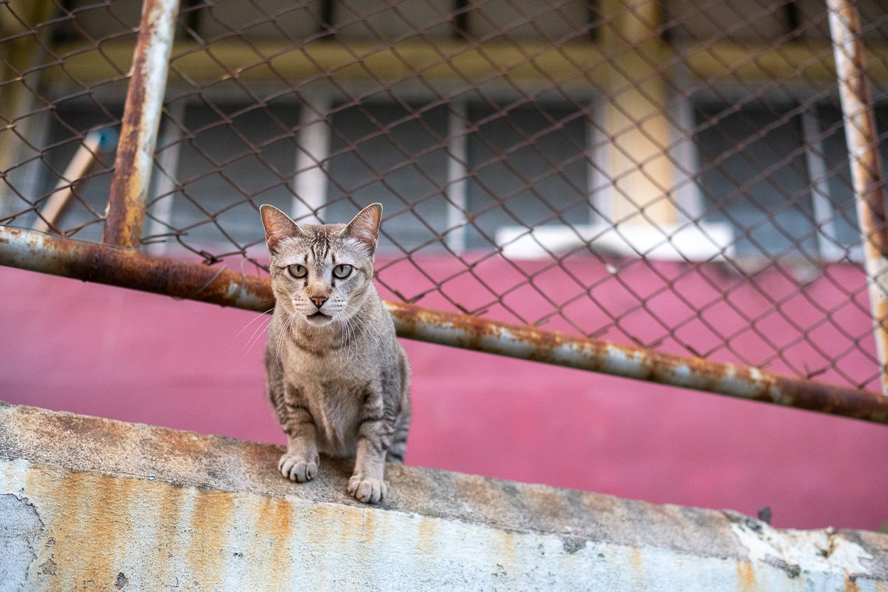 Two Weeks of Catspotting in Bangkok