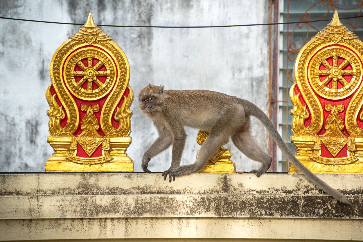 Monkeys on Foraging Expedition in Songkhla City, Thailand