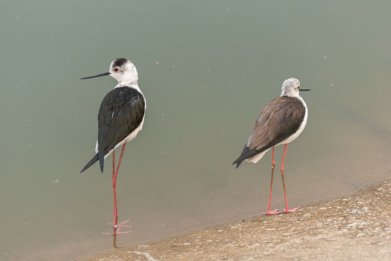 Birds of the Sacred Lake  🇮🇳 Birdwatching in Pushkar
