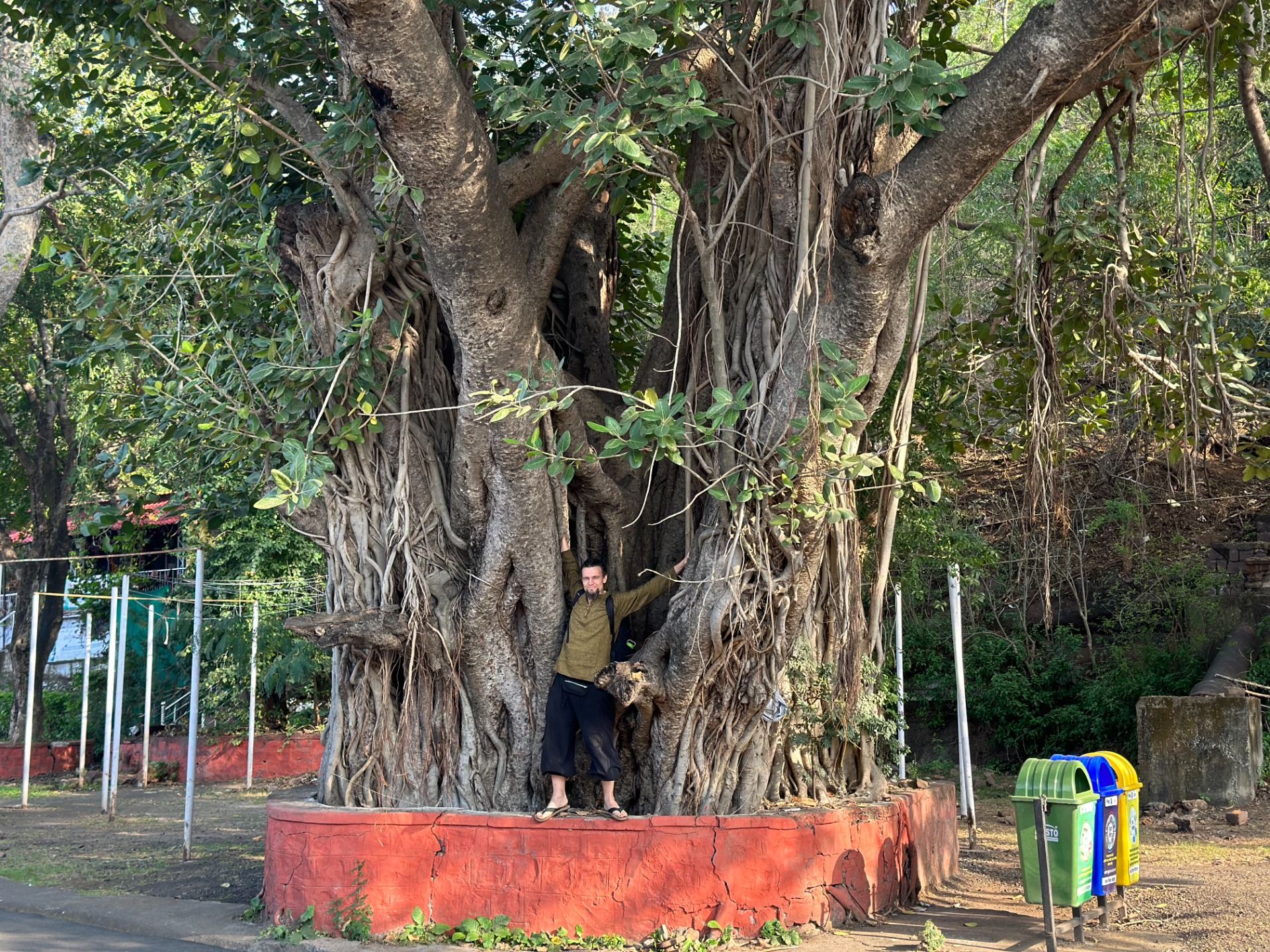 Amadeus beneath a colossal Banian Tree.