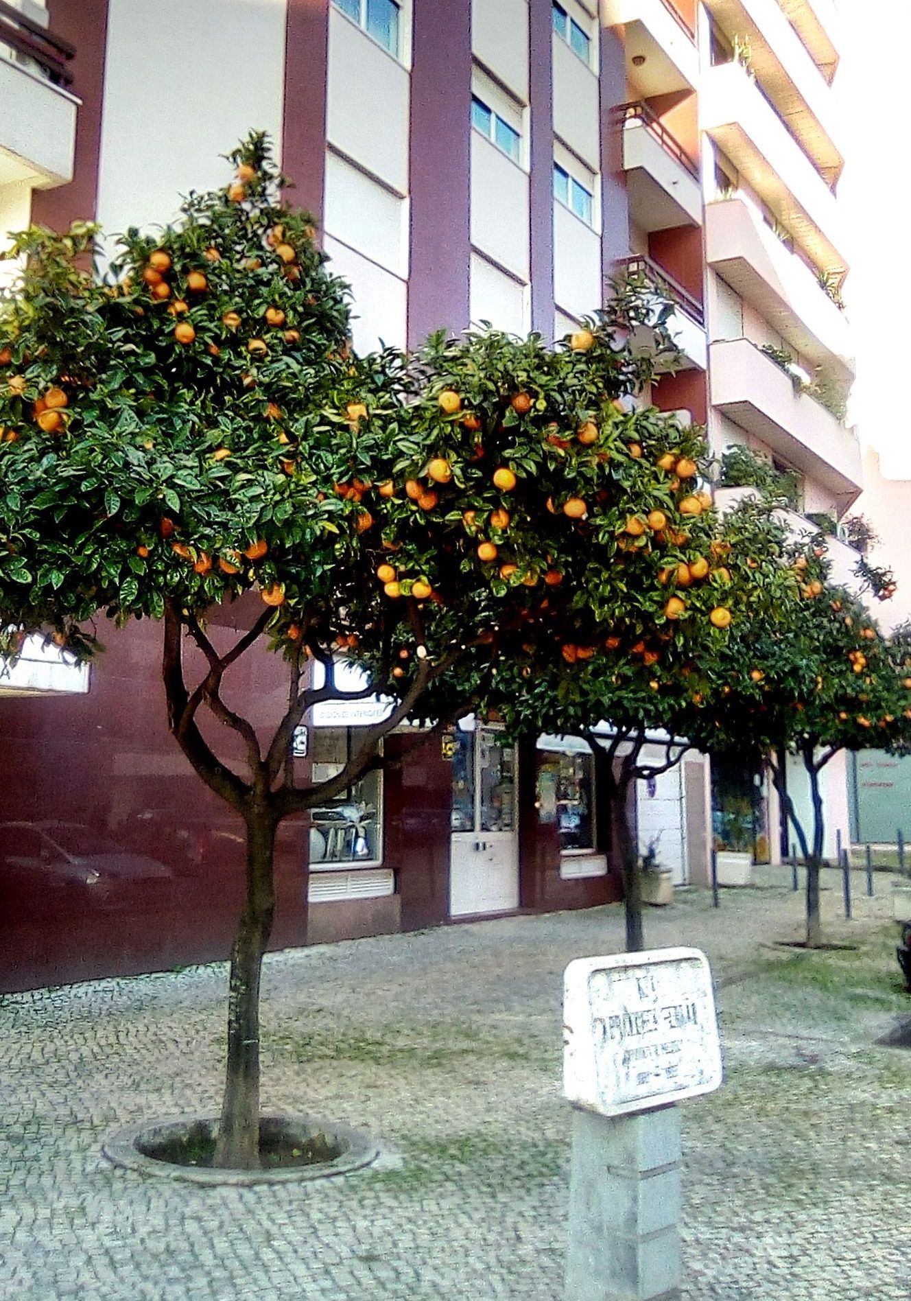 📷②①🚶 𝐁𝐞𝐧𝐟𝐢𝐜𝐚 𝐚𝐫𝐞𝐚, 𝐋𝐢𝐬𝐛𝐨𝐧 🚶 ®️