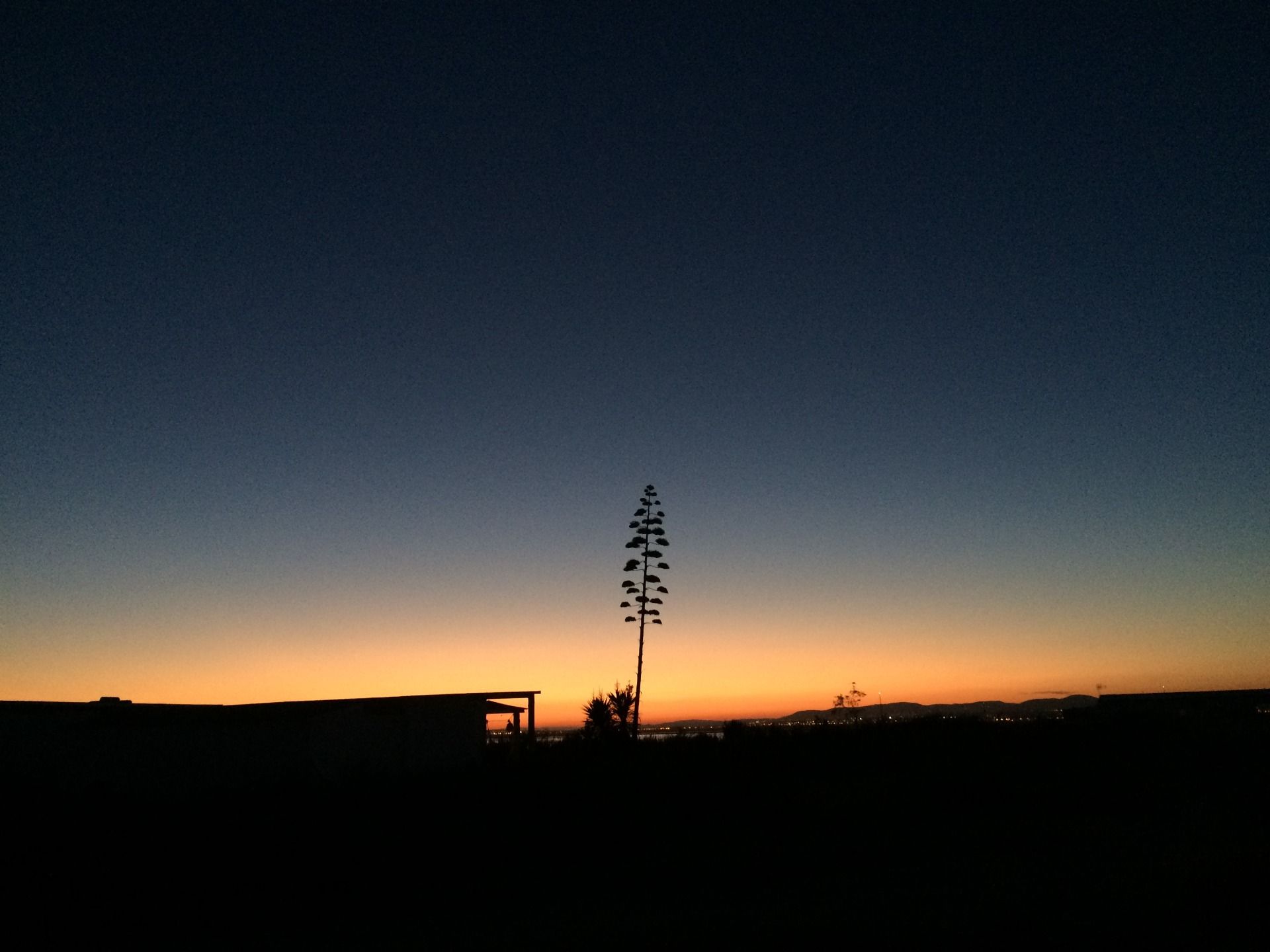 Agave tree. Culatra island