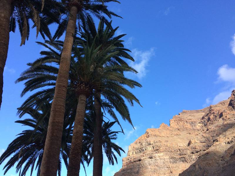 La Gomera. Palms and cliffs.