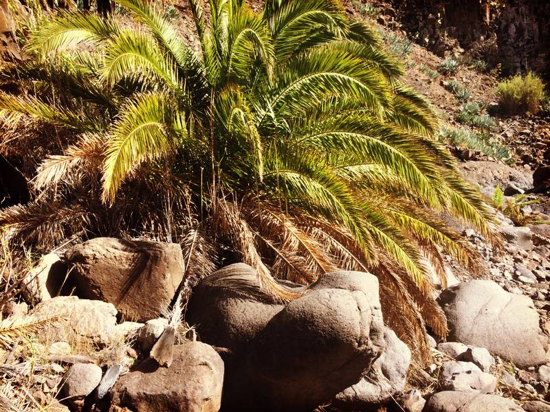 This palm managed to grow inspite all odds. Canyon in Valle Gran Rey, La Gomera