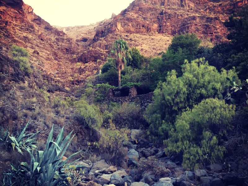 Dry and rocky but green and alive. The canyon leading up from my bay. La Gomera, Valle Gran Rey. Canary islands.